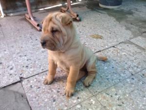 vendo shar pei hembra escucho ofertas o permuto