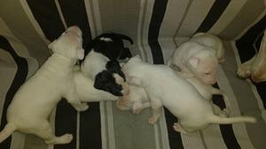 Bull Terrier Cachorros