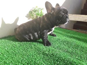 Exelente cachorra bulldog frances