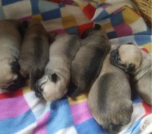 Hermosos pug carlino