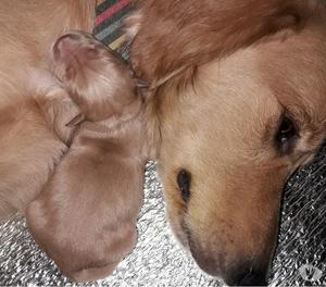 Vendo Golden Retriever