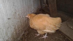 gallina orpingon de 4 meses raza pura