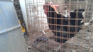 gallo y gallina orpington negro de raza pura