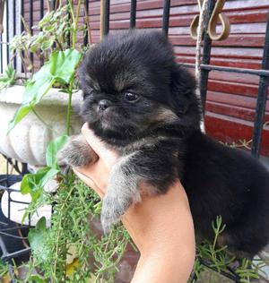 Pekines cachorro pequines