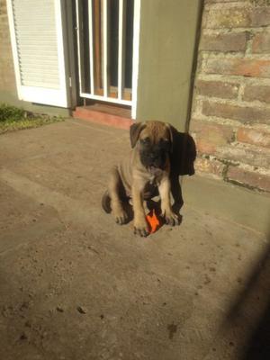 Bellísima cachorra Bullmastiff