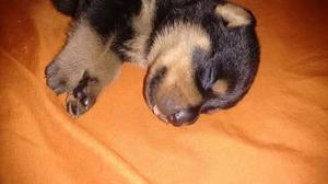 Cachorro Rottweiller H/m Envio Sin Cargo(cap)