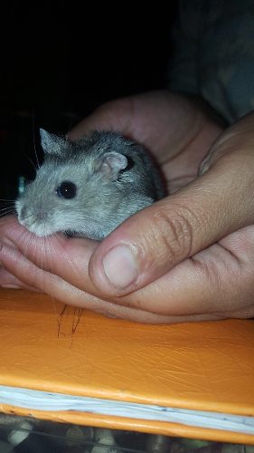Hamster Ruso