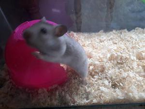 Hamster Sirios