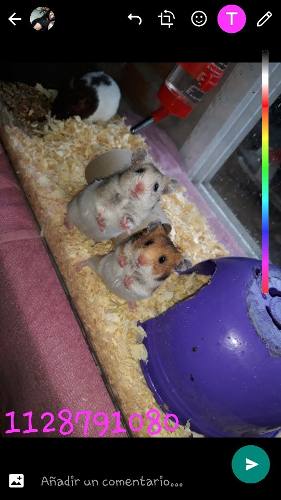 Hamster Sirios