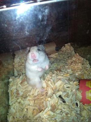 Hamsters Con Pecera