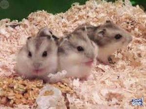 Hamsters Topitos Rusos