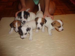 Jack Russell Terrier Cachorros Con Pedigree Fca Y Microchip