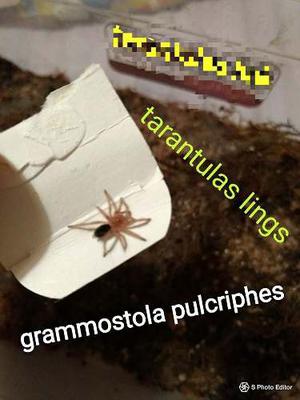 Tarantula Bebes Grammostola Pulcriphes Lings