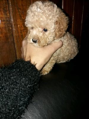 Caniche mino toy