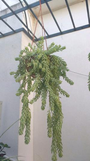 Plantas de interior cactus crasas