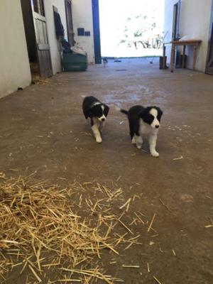 Cachorros border collie