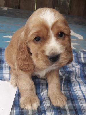 Cachorros cockers spaniels