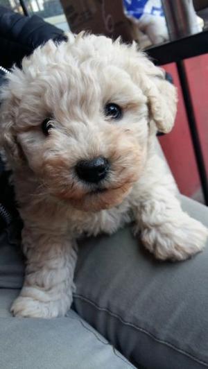 Caniches toy hermosos