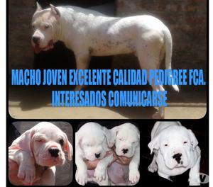 Dogo Argentino Con Papeles Fca y Libreta Sanitaria