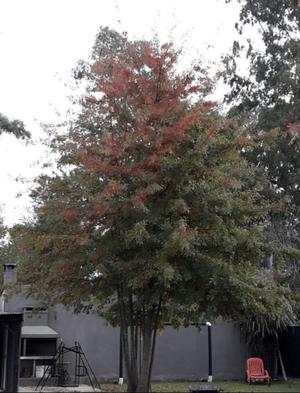Semillas de roble Quercus palustris cosecha 