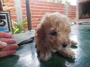 caniche mini de 60 dias