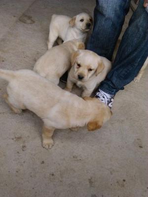 labrador hembra excelente