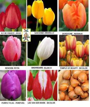 Bulbos De Tulipanes X 4 Bulbos-semillas