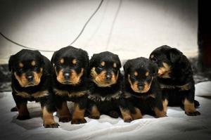 Cachorros Rottweiller 4