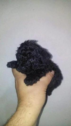 Caniche micro negra azabache