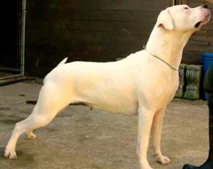 Dogo argentino 