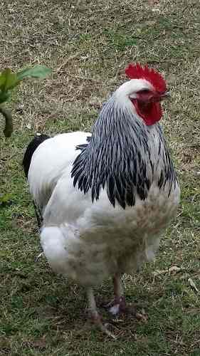 Gallinas Sussex Puros -anillados Hijos De Campeones.