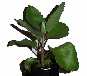 Kalanchoe Pinnata Original Medicinal (bryophyllum Pinnatum)