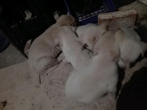 Labradores dorados vendo cinco hermosos cachorros
