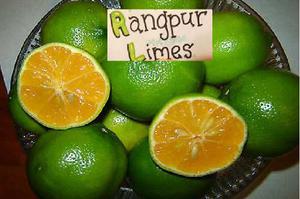 Limon-mandarina = Lima Runfur Plantines De 30 Cm Frutales