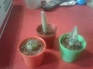 Suculentas Y Cactus En Maceta N*6 Compra Minima 12 Unidades