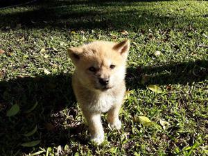 Vendo Cachorros Akita de padres puros