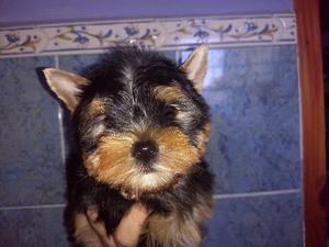 Vendo yorkshire terrier