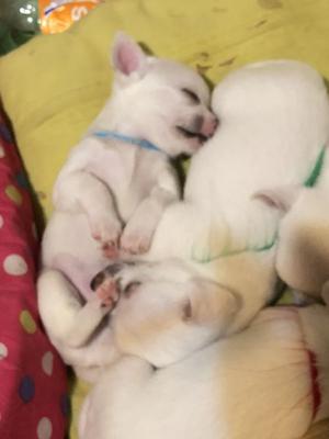 Chihuahua bebés Blancos DIVINURAS!