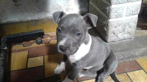 Pitbull blue hembra