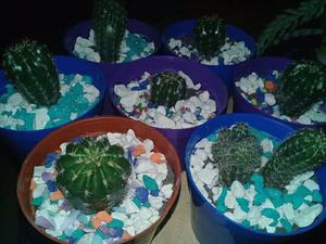 Cactus pequeños 6 x 100 $
