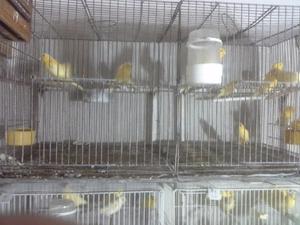 Canarios amarillos  plan sanitario completo $450