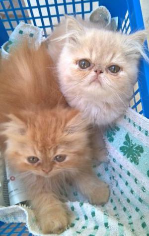 Gatitos persas hermosos.