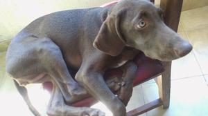 Vendo Cachorra Braco Aleman 5 meses