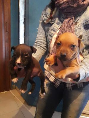 Cachorros Pitbull a la venta