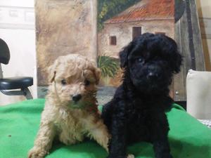 Caniche macho negro apricot rojo