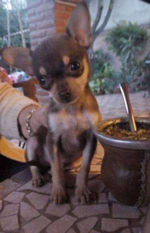 Chihuahua macho tres meses