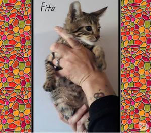 FITO busca hogar