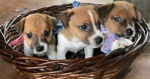 Jack Russell Terrier cachorros