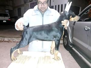 Vendo cachorro Dobermann