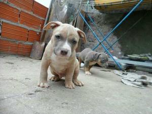 American Bully